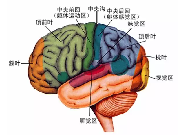 經(jīng)顱磁刺激治療你知道多少？